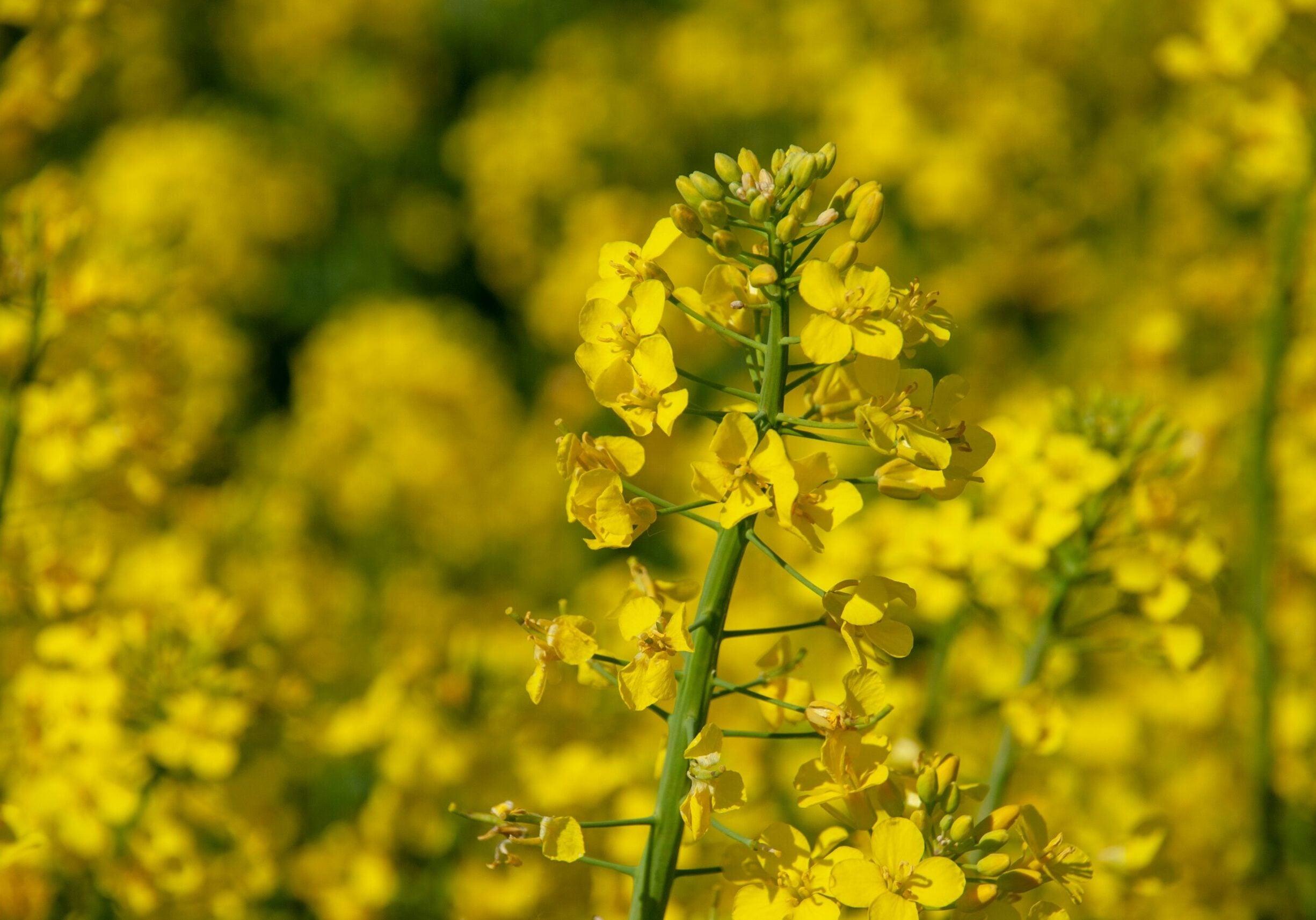 Rapeseed Plant